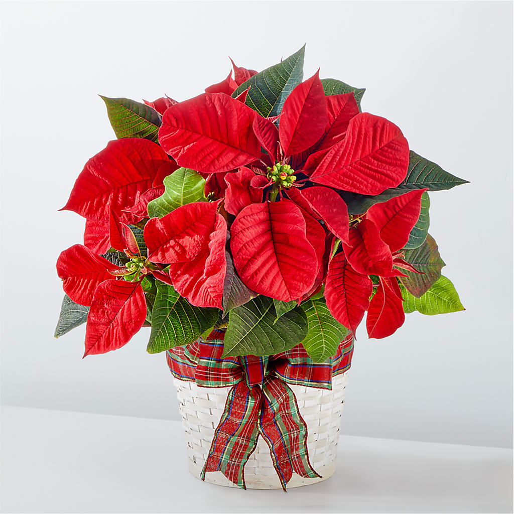 Happiest Holidays Poinsettia – Temptation Flower Shop, Wichita KS