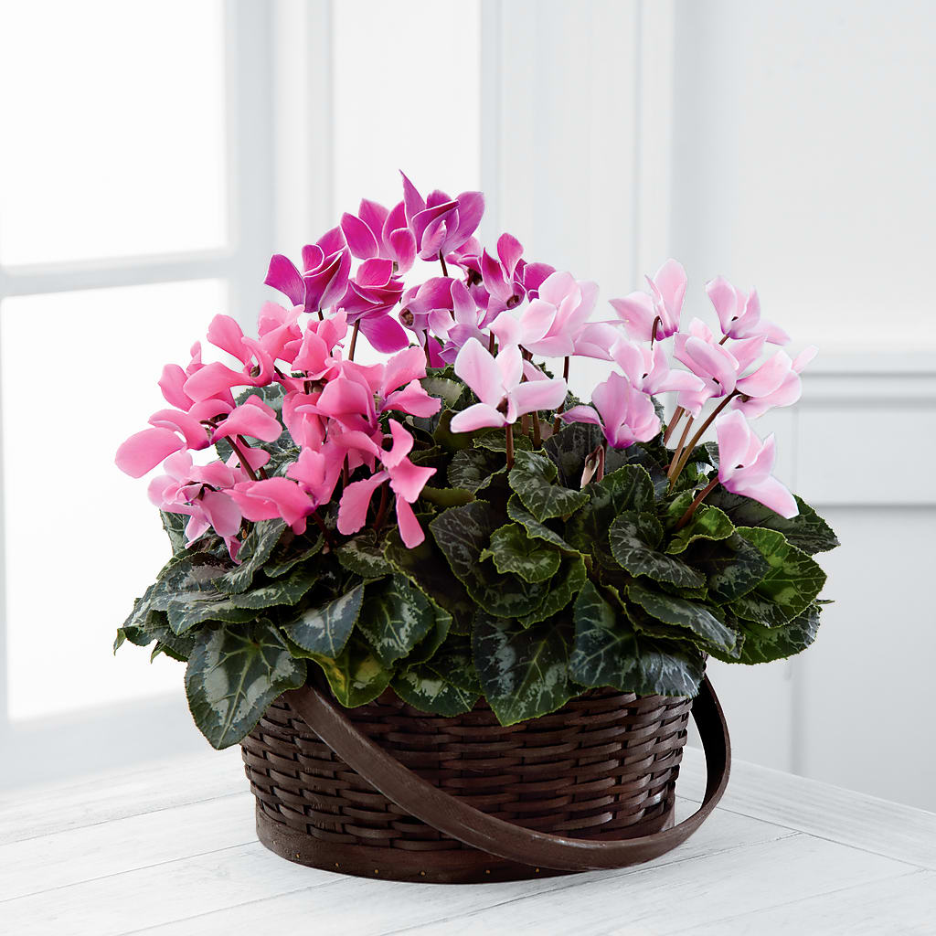 Mixed Cyclamen Planter – Temptation Flower Shop, Wichita KS