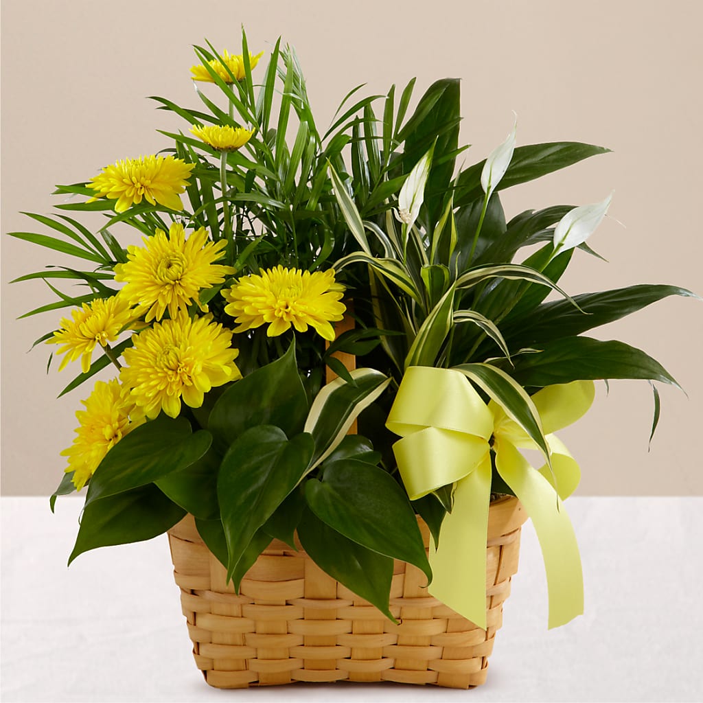 Loving Light Dishgarden – Temptation Flower Shop, Wichita KS