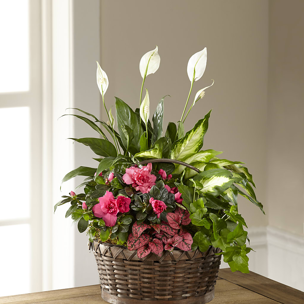 Dream in Pink Dishgarden – Temptation Flower Shop, Wichita KS