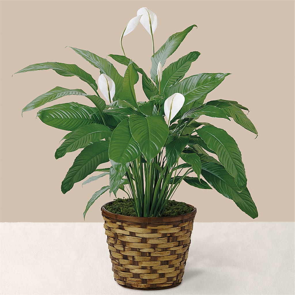 Tranquil Moments Peace Lily Plant – Temptation Flower Shop, Wichita KS