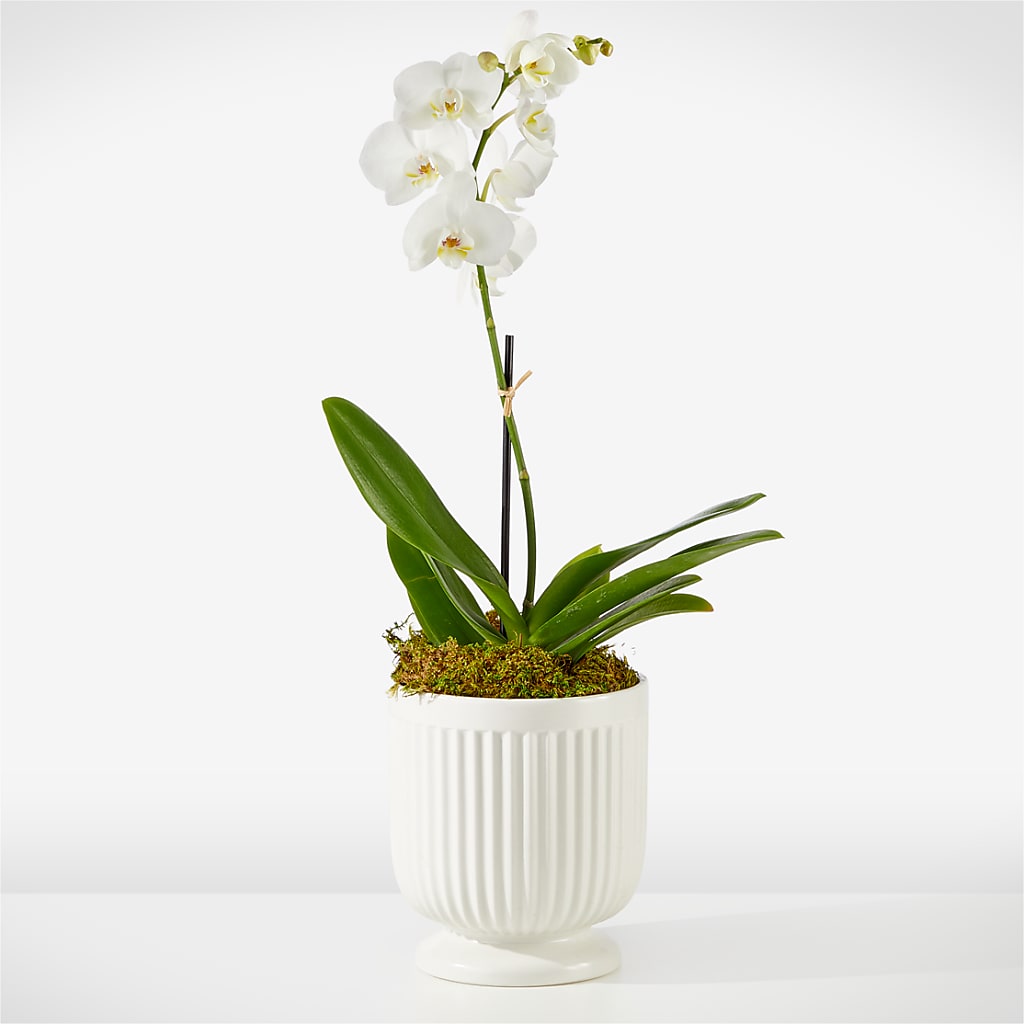 Whispering White Orchid – Temptation Flower Shop, Wichita KS