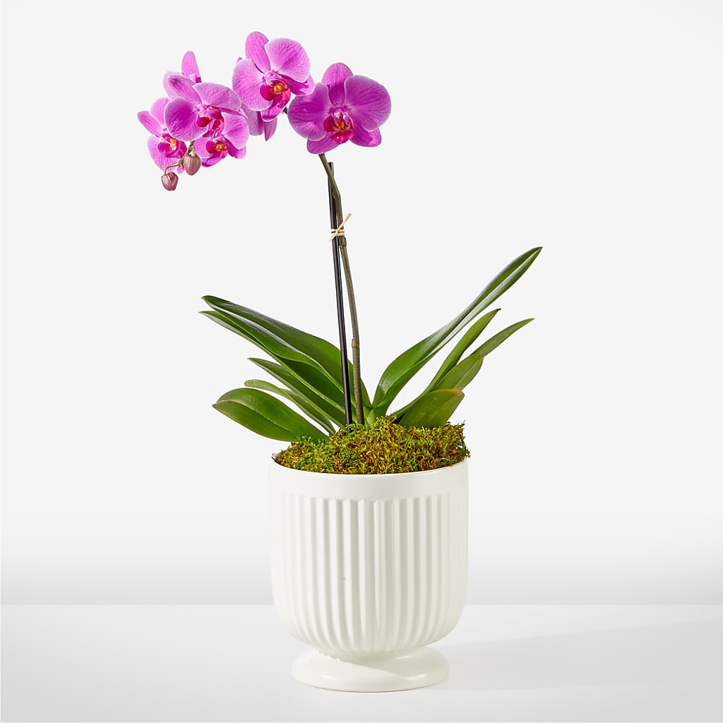 Friendly Fuchsia Orchid – Temptation Flower Shop, Wichita KS