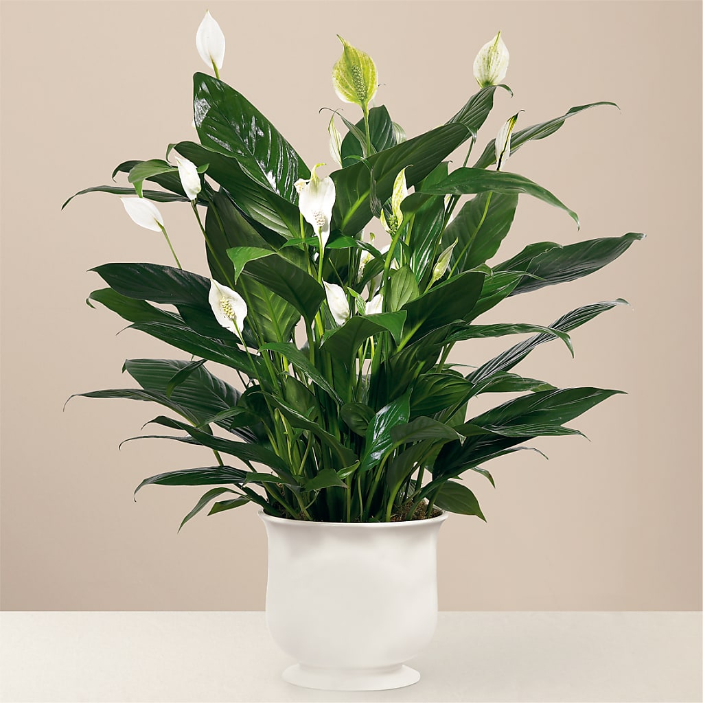 Comfort Planter – Temptation Flower Shop, Wichita KS