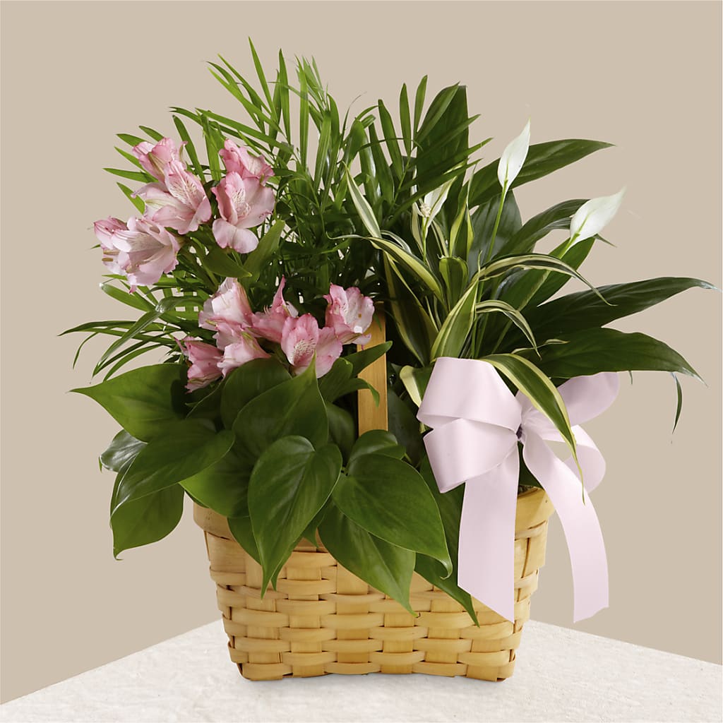 Living Spirit Dishgarden – Temptation Flower Shop, Wichita KS
