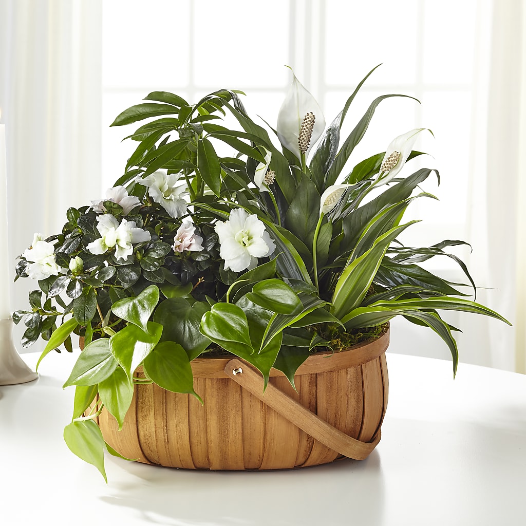 Serene Dishgarden – Temptation Flower Shop, Wichita KS