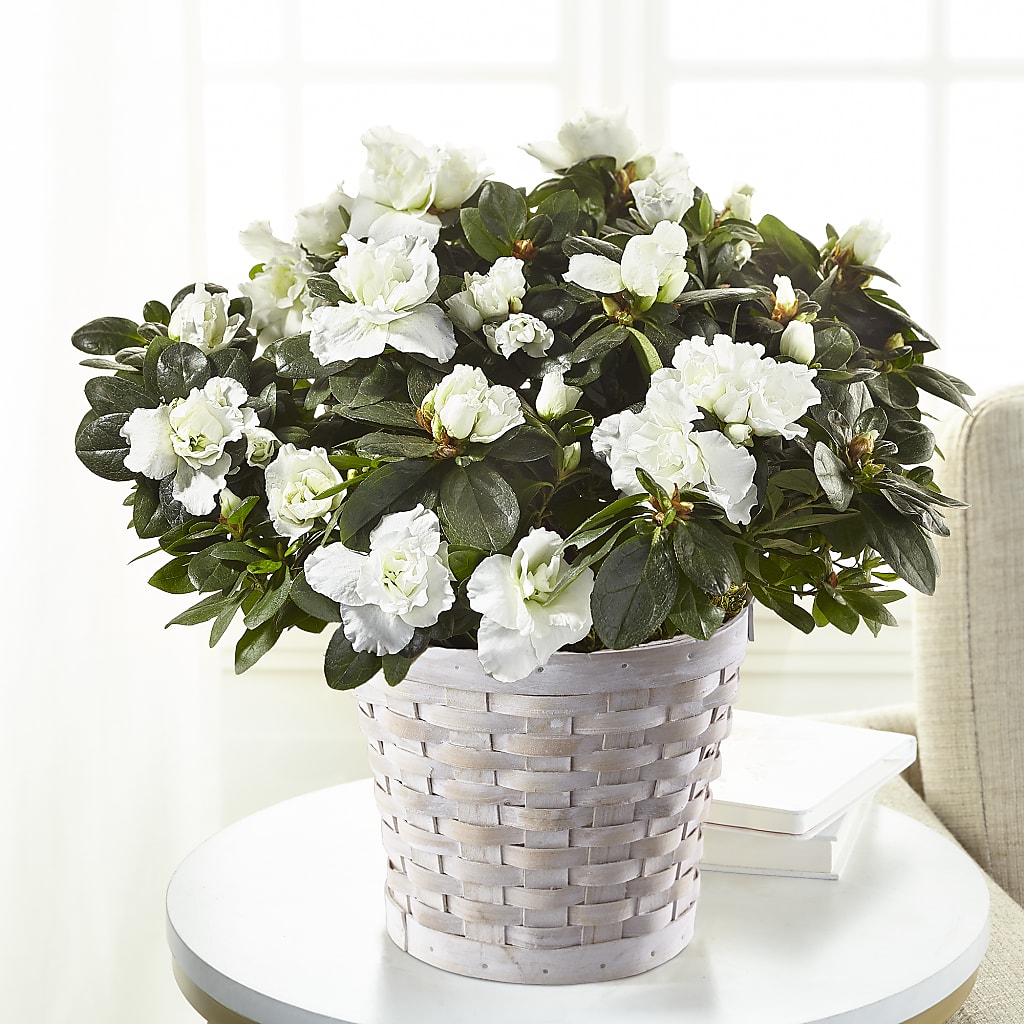 White Azalea Plant – Temptation Flower Shop, Wichita KS