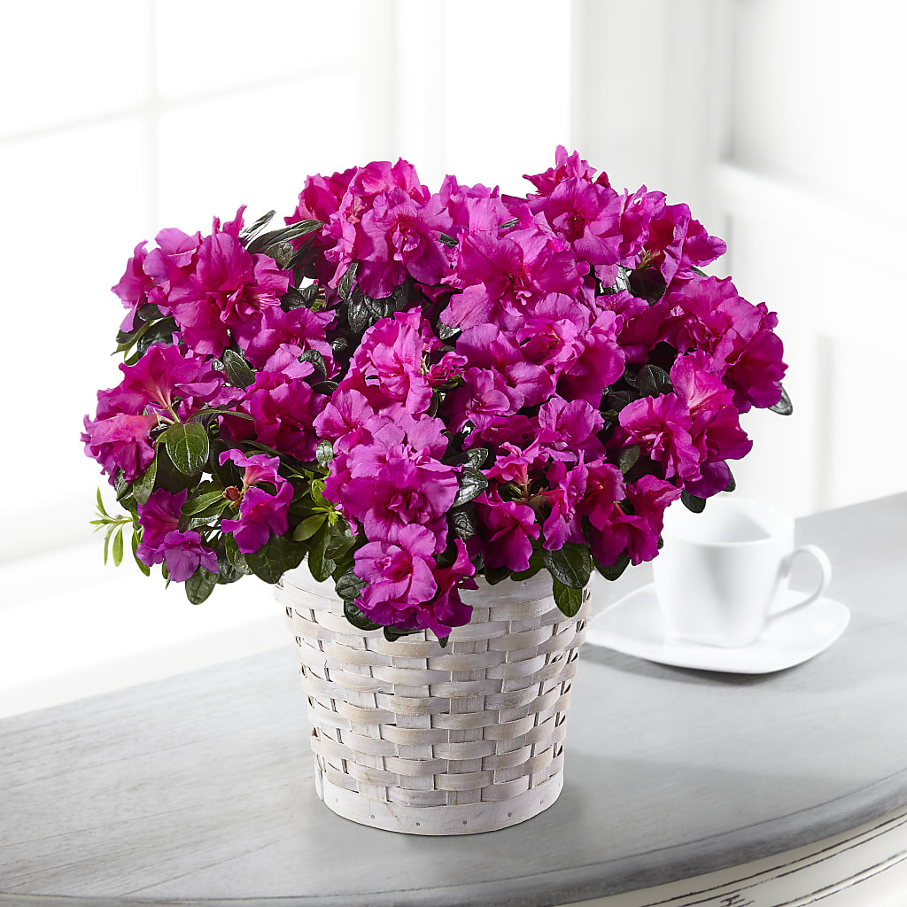 Hope & Serenity Azalea Plant – Temptation Flower Shop, Wichita KS