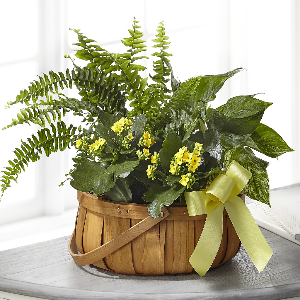 Always Dear Dishgarden – Temptation Flower Shop, Wichita KS