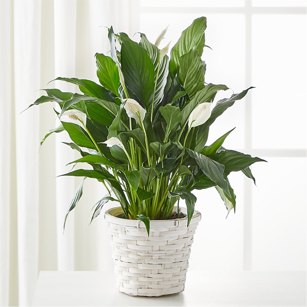A New Leaf Peace Lily – Temptation Flower Shop, Wichita KS