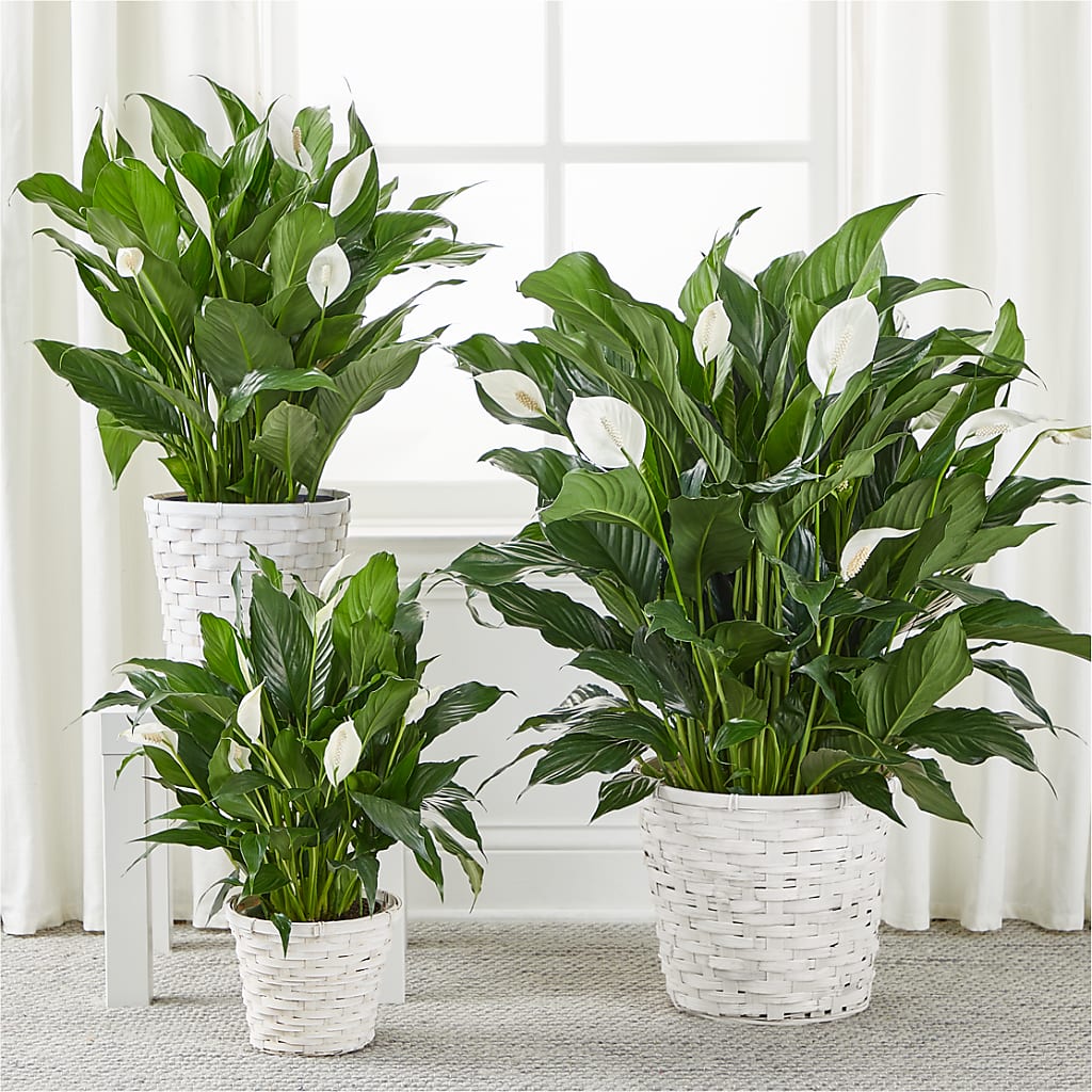A New Leaf Peace Lily – Temptation Flower Shop, Wichita KS