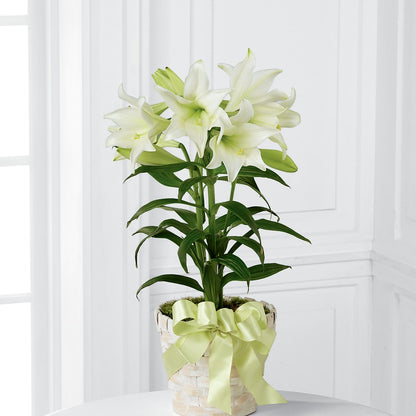 Easter Lily Plant –  Temptation Flower Shop, Wichita KS