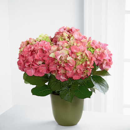 Pink Hydrangea Planter –  Temptation Flower Shop, Wichita KS