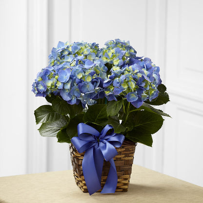 Blue Hydrangea Planter –  Temptation Flower Shop, Wichita KS
