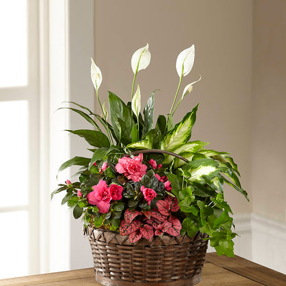 Dream in Pink Dishgarden –  Temptation Flower Shop, Wichita KS