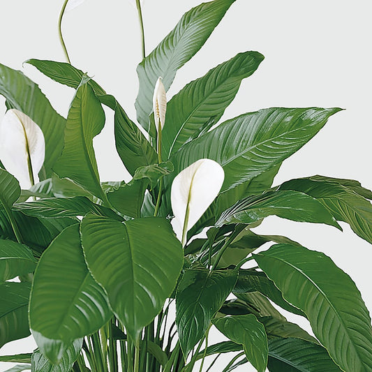 Tranquil Moments Peace Lily Plant –  Temptation Flower Shop, Wichita KS