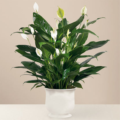 Comfort Planter –  Temptation Flower Shop, Wichita KS
