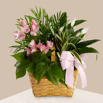 Living Spirit Dishgarden –  Temptation Flower Shop, Wichita KS