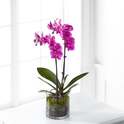 Pink Orchid Plant –  Temptation Flower Shop, Wichita KS