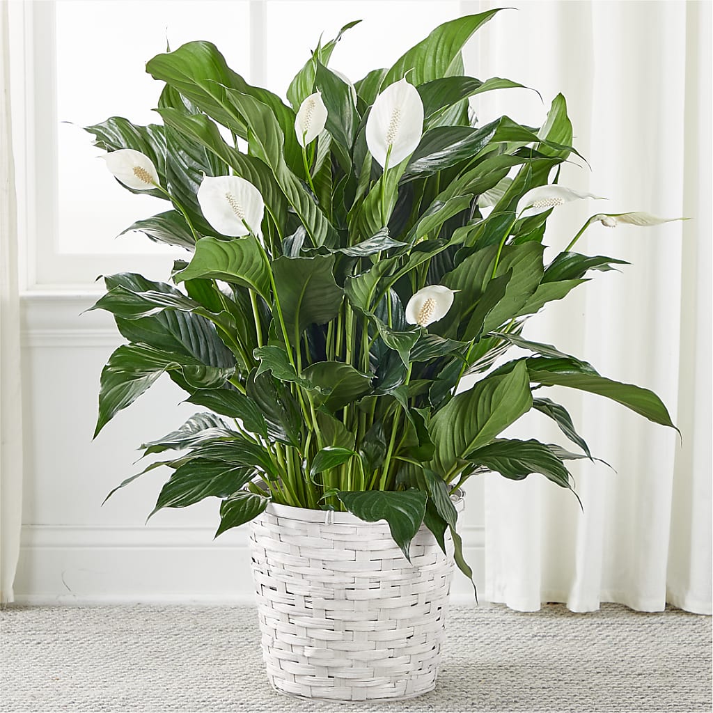 lilies flower shop wichita A New Leaf Peace Lily