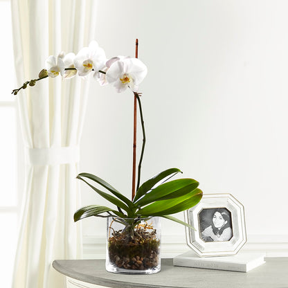 White Orchid Planter –  Temptation Flower Shop, Wichita KS