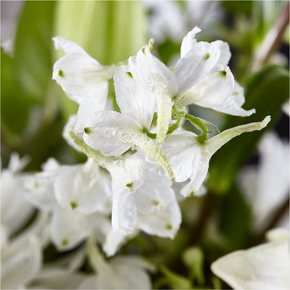 Classic Ivory – A Florist Original –  Temptation Flower Shop, Wichita KS