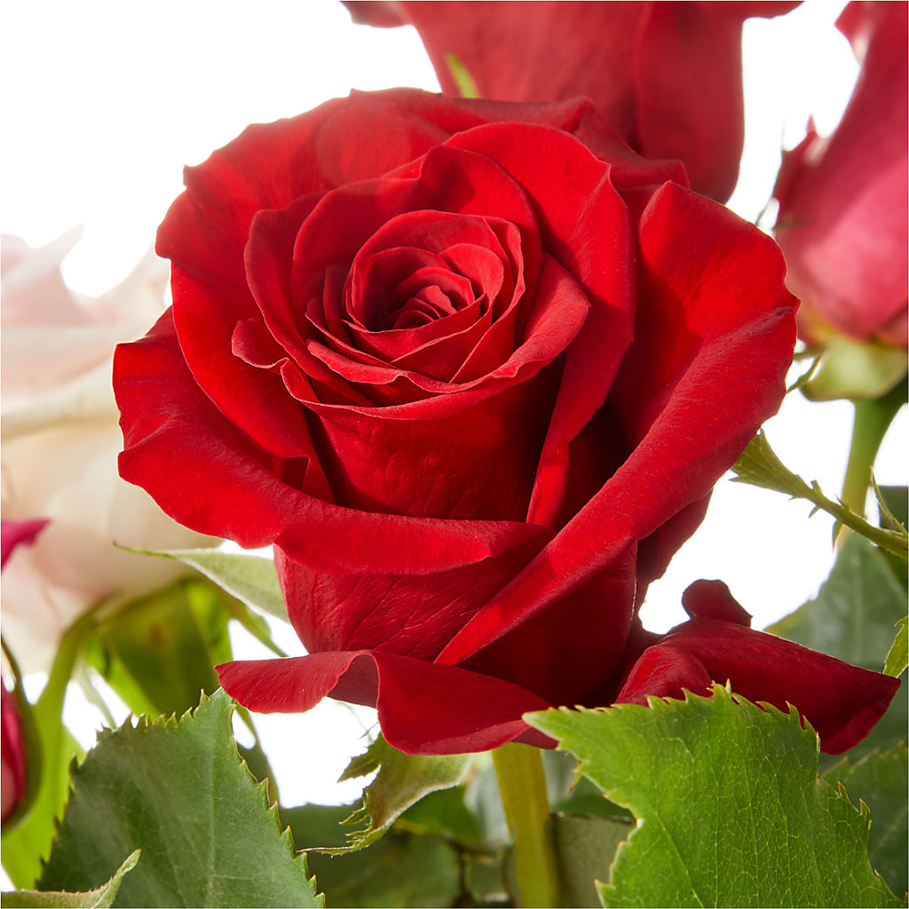 Love Notes Rose Bouquet –  Temptation Flower Shop, Wichita KS